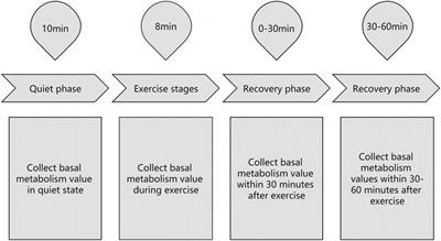 Effects of 4 weeks of whole-body vibration training on energy expenditure during deep squats of male well-trained students